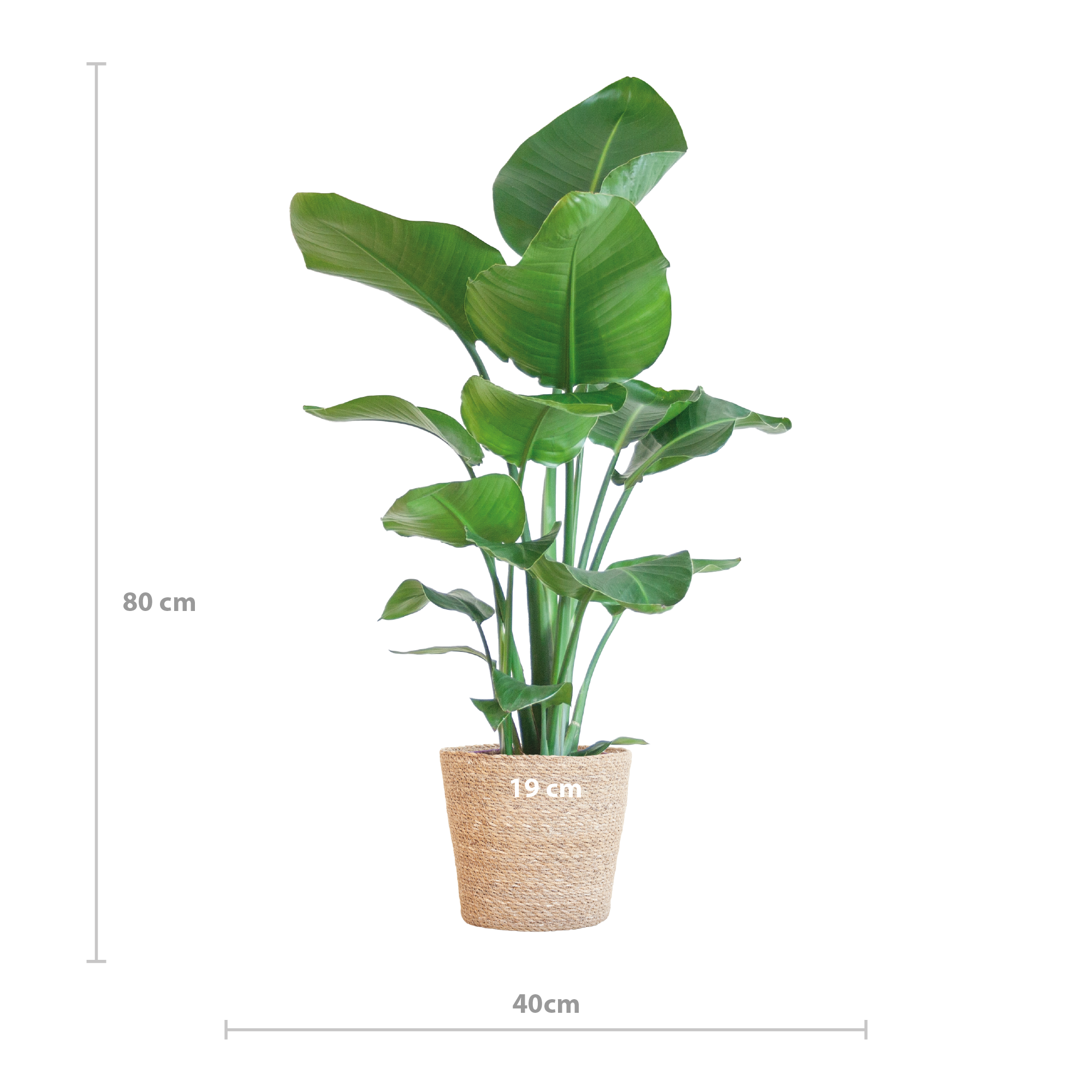 Strelitzia Nicolai met Sofia mand naturel - 80cm - Ø21