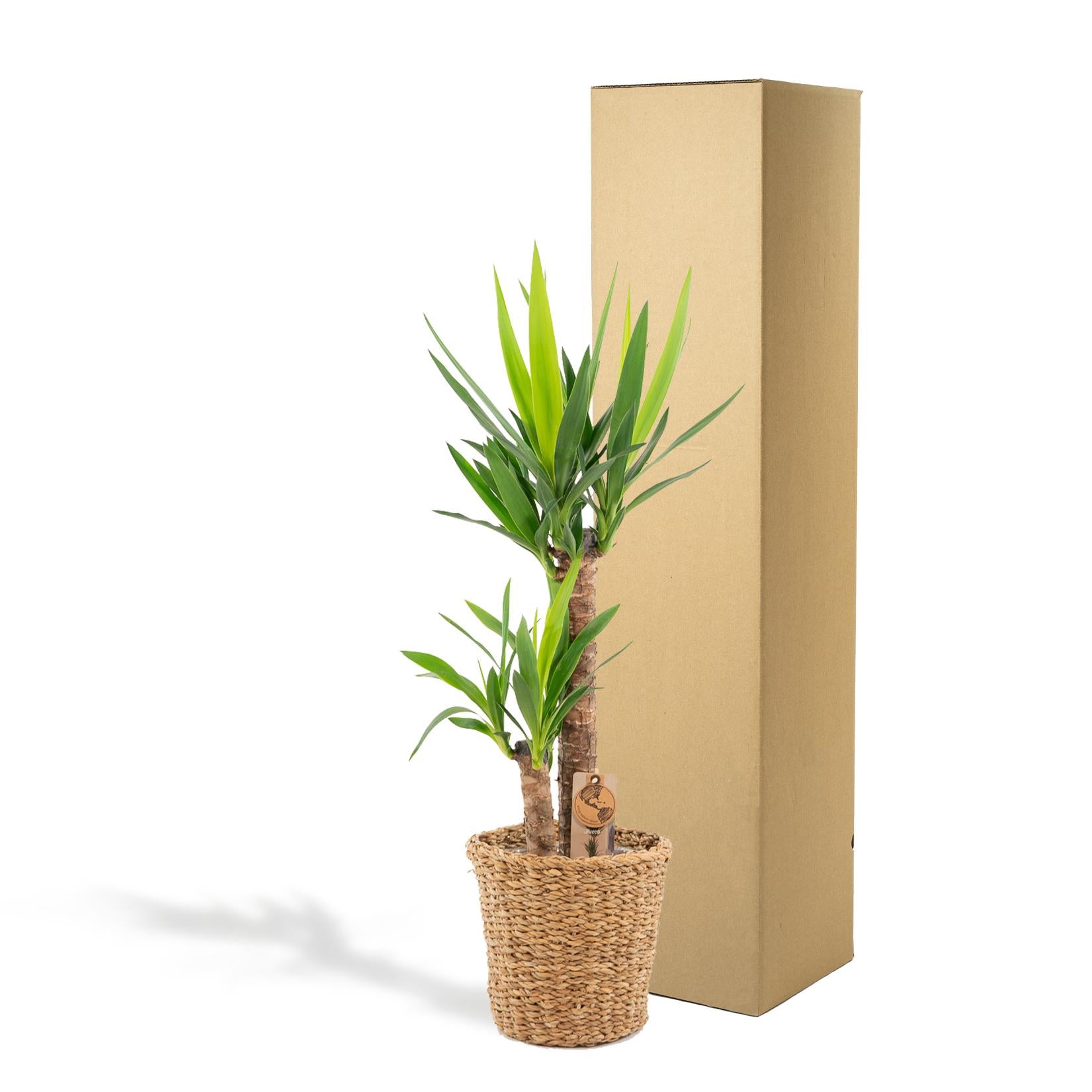 Yucca con cestino - ↨100cm - Ø21cm