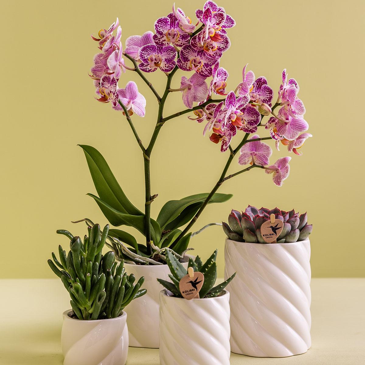 Kolibri Home | Dekorativer Blumentopf in Bonbonform – Weiß – Ø 6 cm