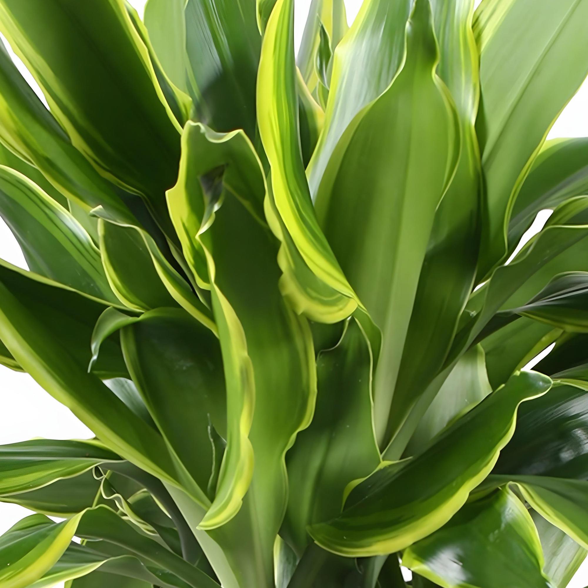 Dracaena fragrans Golden Coast - Drakenbloedboom - Weinig onderhoud - Groen - 2 Planten - Pot 17cm - Hoogte 50-55cm