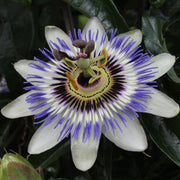 Passiflora Blu caerulea - Ø15cm - ↕65cm