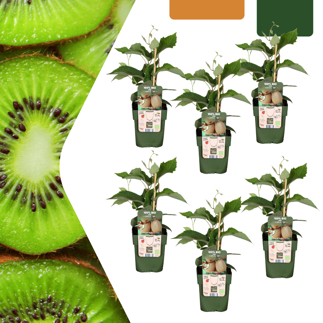 6 Bio-Kiwipflanzen – Ø 13 cm – ↨ 20 cm