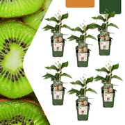 6 Bio-Kiwipflanzen – Ø 13 cm – ↨ 20 cm