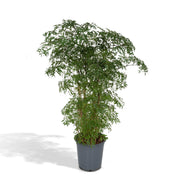 Polyscias Fruticosa (Arálie) - Ø21cm - ↕75cm
