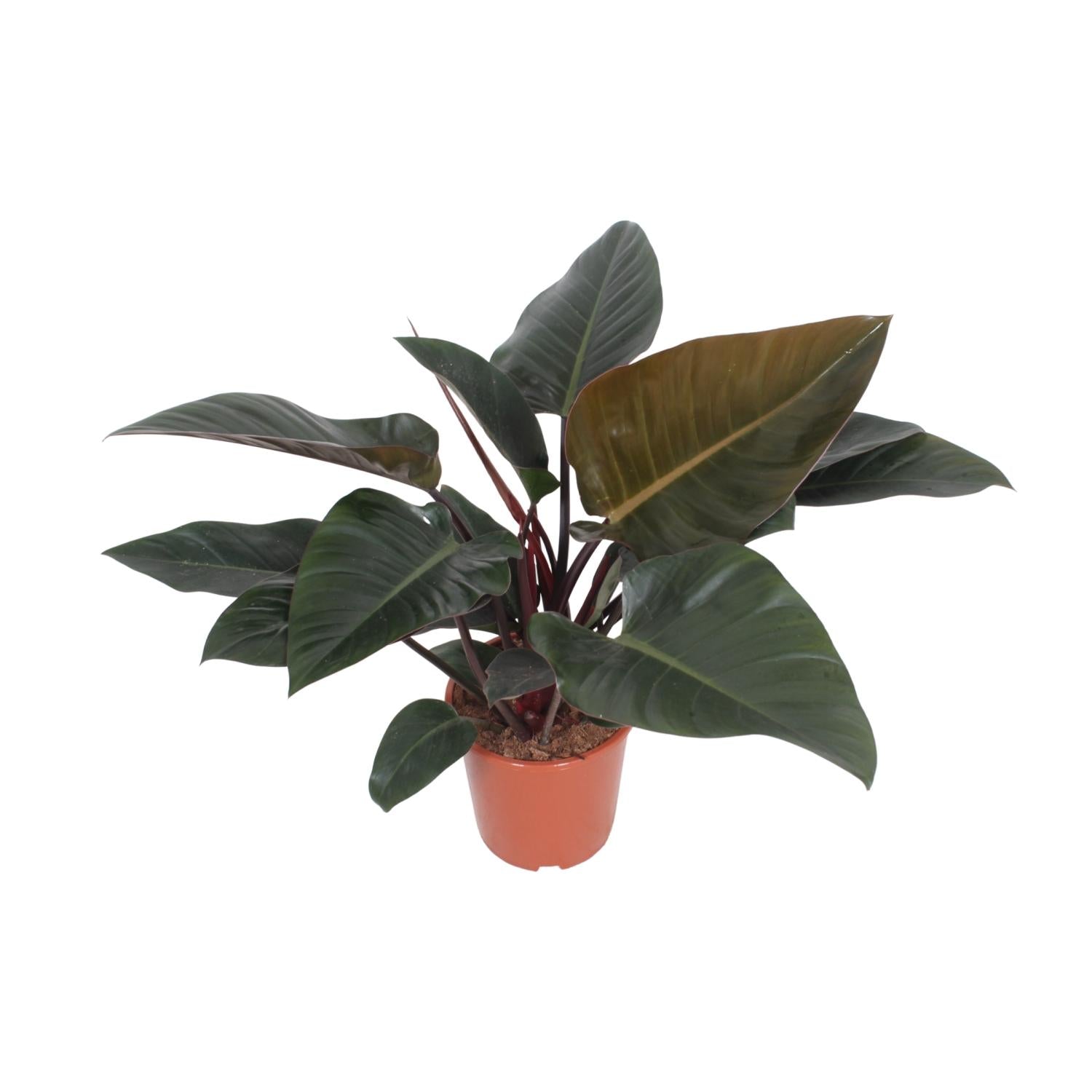 Philodendron Kongorot - Ø 27 cm - ↕ 80 cm