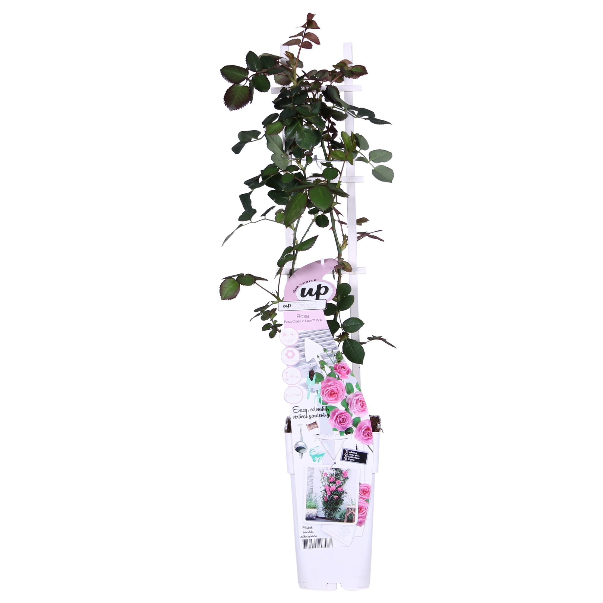 Rosa 'Pink' de Crazy in Love - Rosa rosa - Ø15cm - ↕65cm