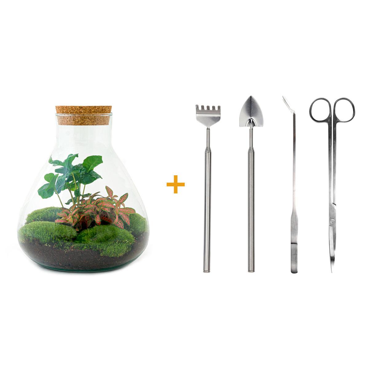 DIY-Terrarium – Sammie Coffea – ↕ 27 cm – Normal
