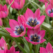 100x Tulipa Klein Schoonheid - Bulbos de flores - Tulipa Little Beauty - Rosa - Spring Bloomer - Tamanho do bulbo 6/+