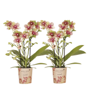 Kolibri Orchids | Combi Deal - 2 Oranje-Gele Phalaenopsis Orchideeën Mineral Grosseto - Ø9 cm