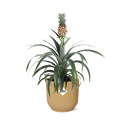 Ananas Mi Amigo in ELHO Vibes Fold 14cm geel