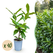 Prunus laur. Novita - Laurierkers 40x - Haagplanten - Groenblijvend - Groen - Pot 9cm - Hoogte 25-35cm