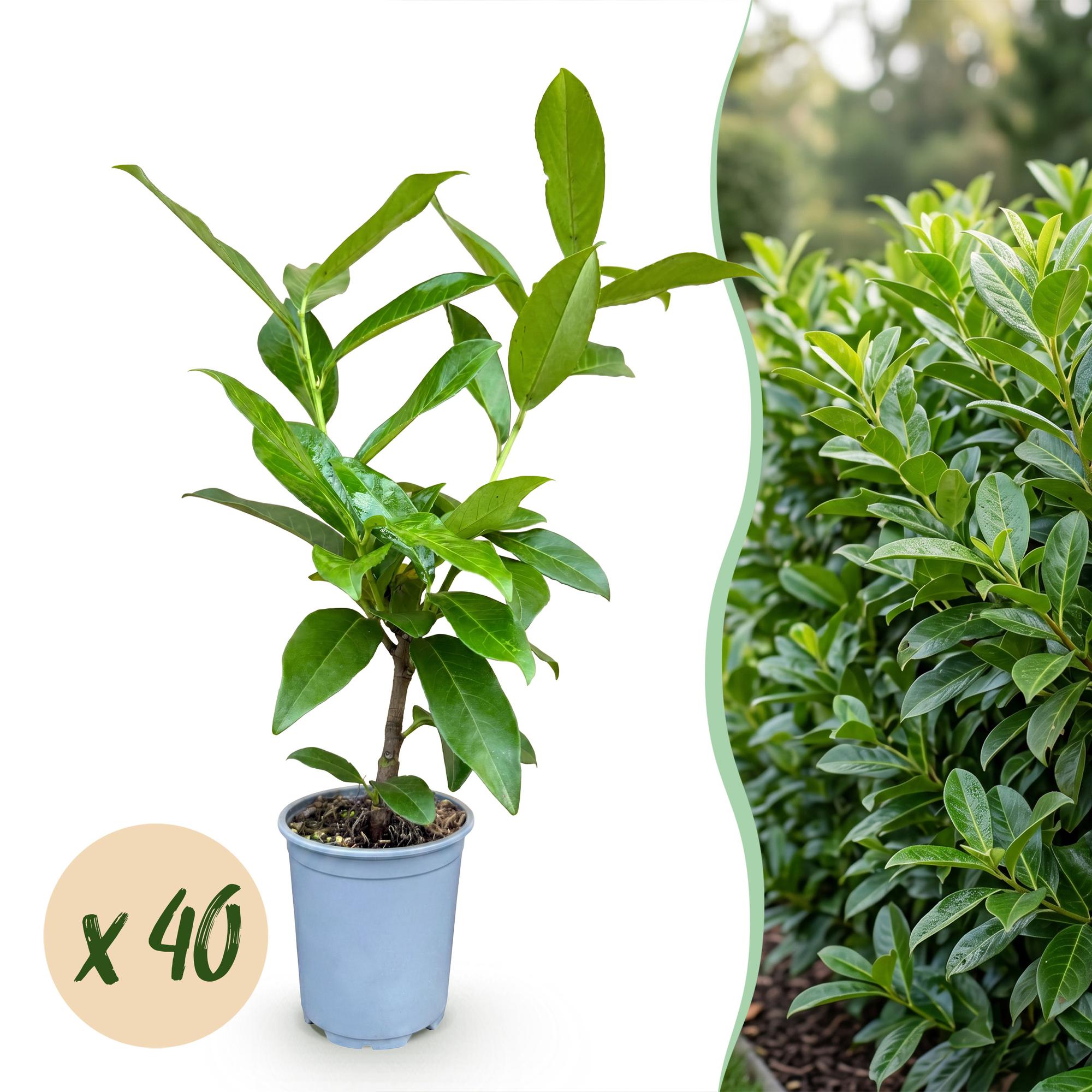 Prunus laur. Novita - Laurierkers 40x - Haagplanten - Groenblijvend - Groen - Pot 9cm - Hoogte 25-35cm