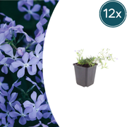 12x Phlox (S) 'Emerald Cushion Blue'- ↕10-25cm - Ø9cm