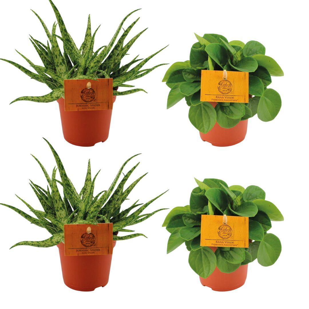 2x Aloe Spider + 2x Peperomia Rana Verde - 4 pezzi - Ø10,5cm - ↕10cm