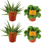 2x Aloe Spider + 2x Peperomia Rana Verde - 4 pezzi - Ø10,5cm - ↕10cm