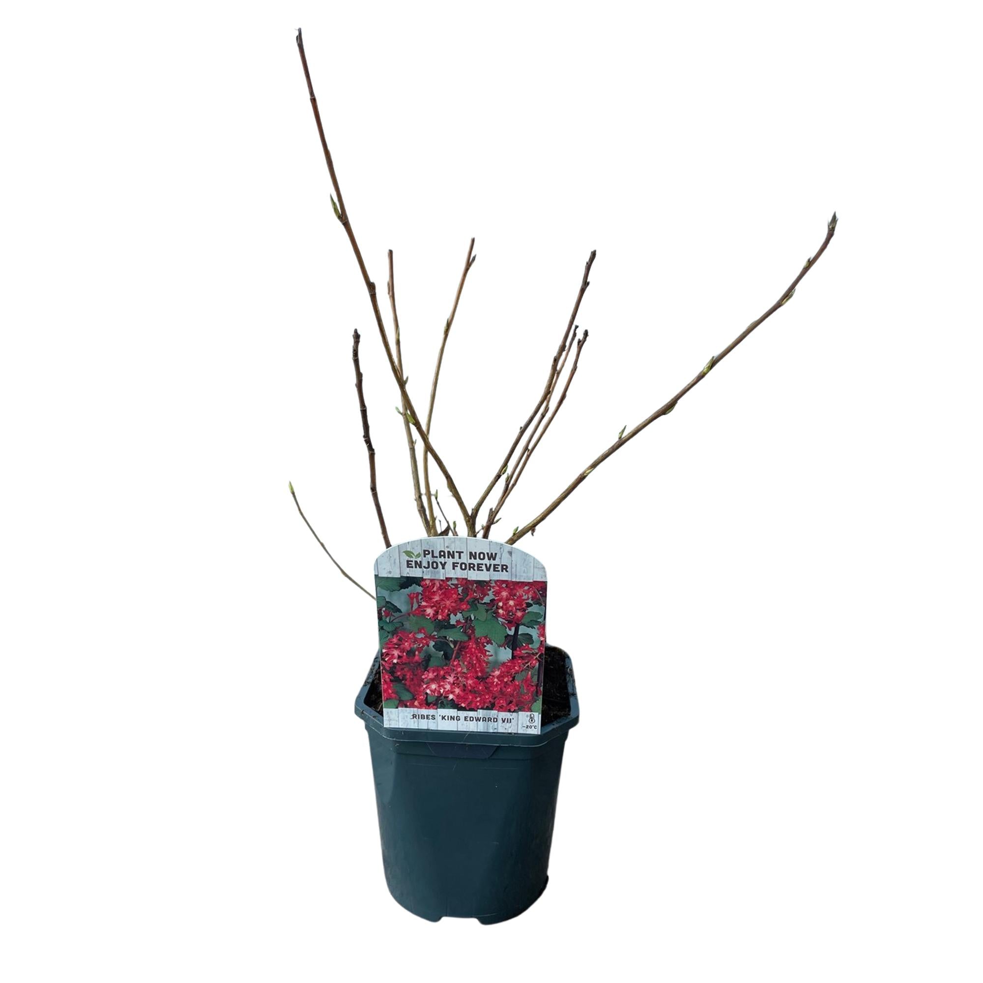 Ribes sanguineum Kind Edward - Bloem Rood - 1 Plant - Bladverliezend - Weinig Onderhoud - Pot 17cm Hoogte 45cm