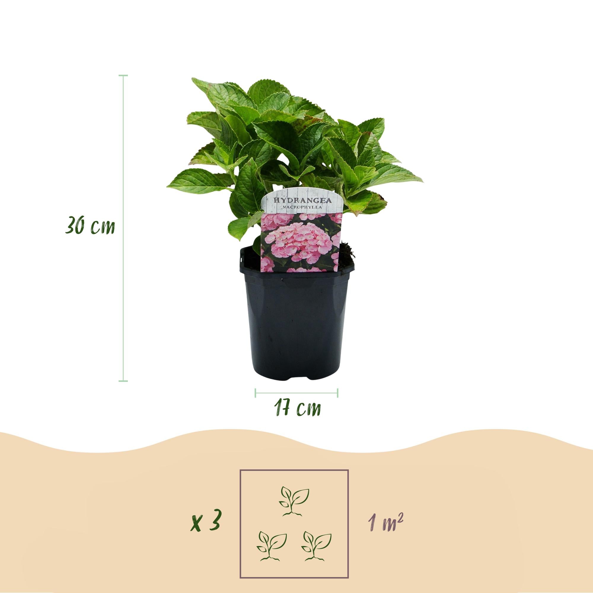 Green boutiQ - Ortensia - Hydrangea macrophylla Rosa - Fiore Rosa - 1 Pianta - Decidua - Bassa Manutenzione - Vaso 17cm Altezza 30cm