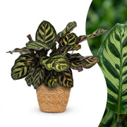 Calathea Makoyana - Pauwenplant - met Mand - Pot 12cm - Hoogte - 25cm