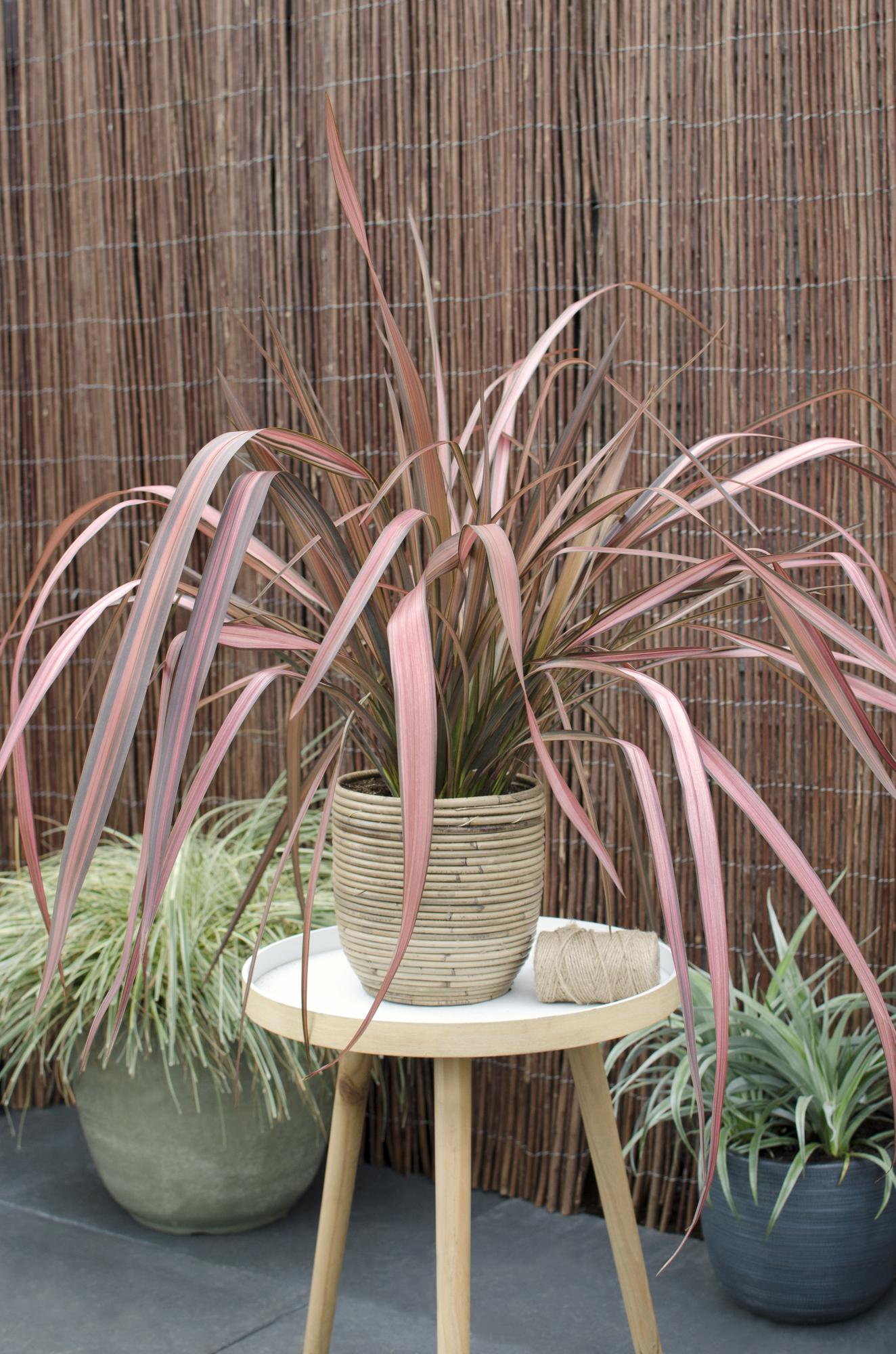 Phormium 'Rosa Flamingo' - Ø14cm - ↕50cm