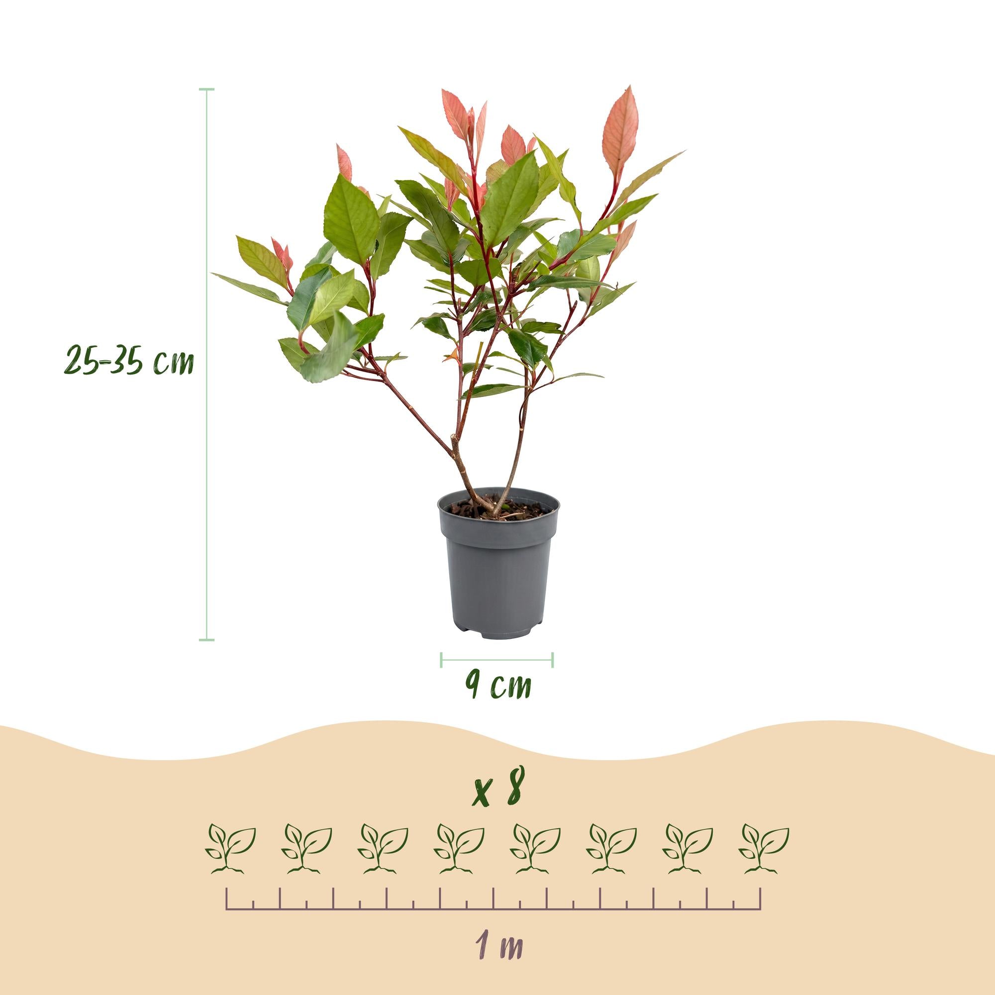 Photinia fraseri Little Red Robin - Glansmispel - 16x - Haagplanten - Groenblijvend - Rood - Pot 9cm - Hoogte 25-35cm