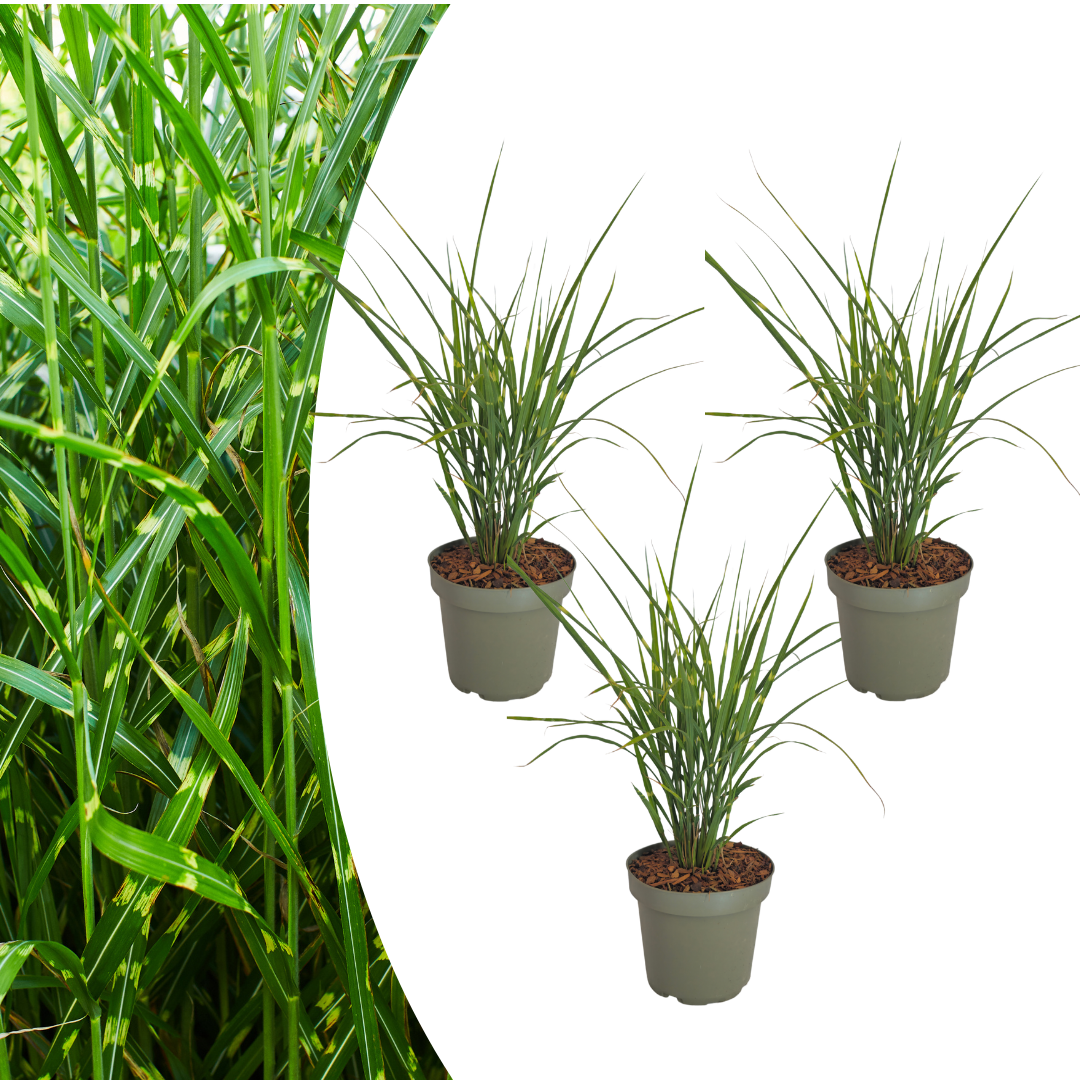 3x Miscanthus sinensis ‘Zebrinus’ – Opvallend zebragras met decoratief gestreept blad | Potmaat 12 cm