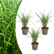 3x Miscanthus sinensis ‘Zebrinus’ – Opvallend zebragras met decoratief gestreept blad | Potmaat 12 cm