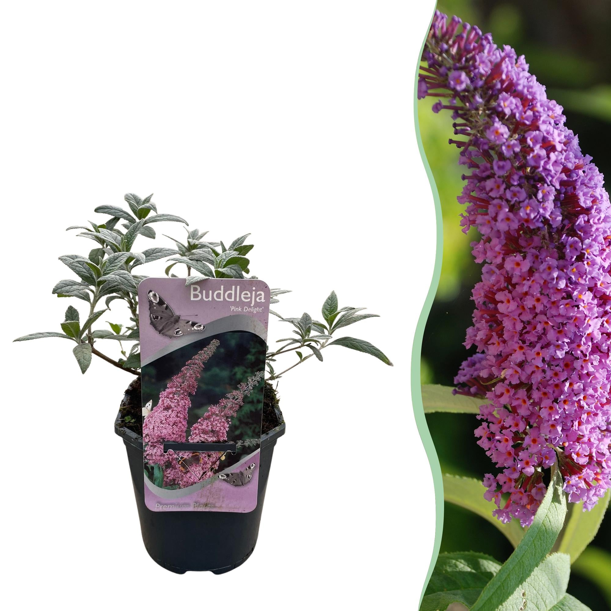 Green boutiQ - Buddleja davidii - Pink Delight - Fiore rosa - 1 pianta - Decidua - Attrattiva per farfalle - Vaso 17 cm Altezza 25 cm