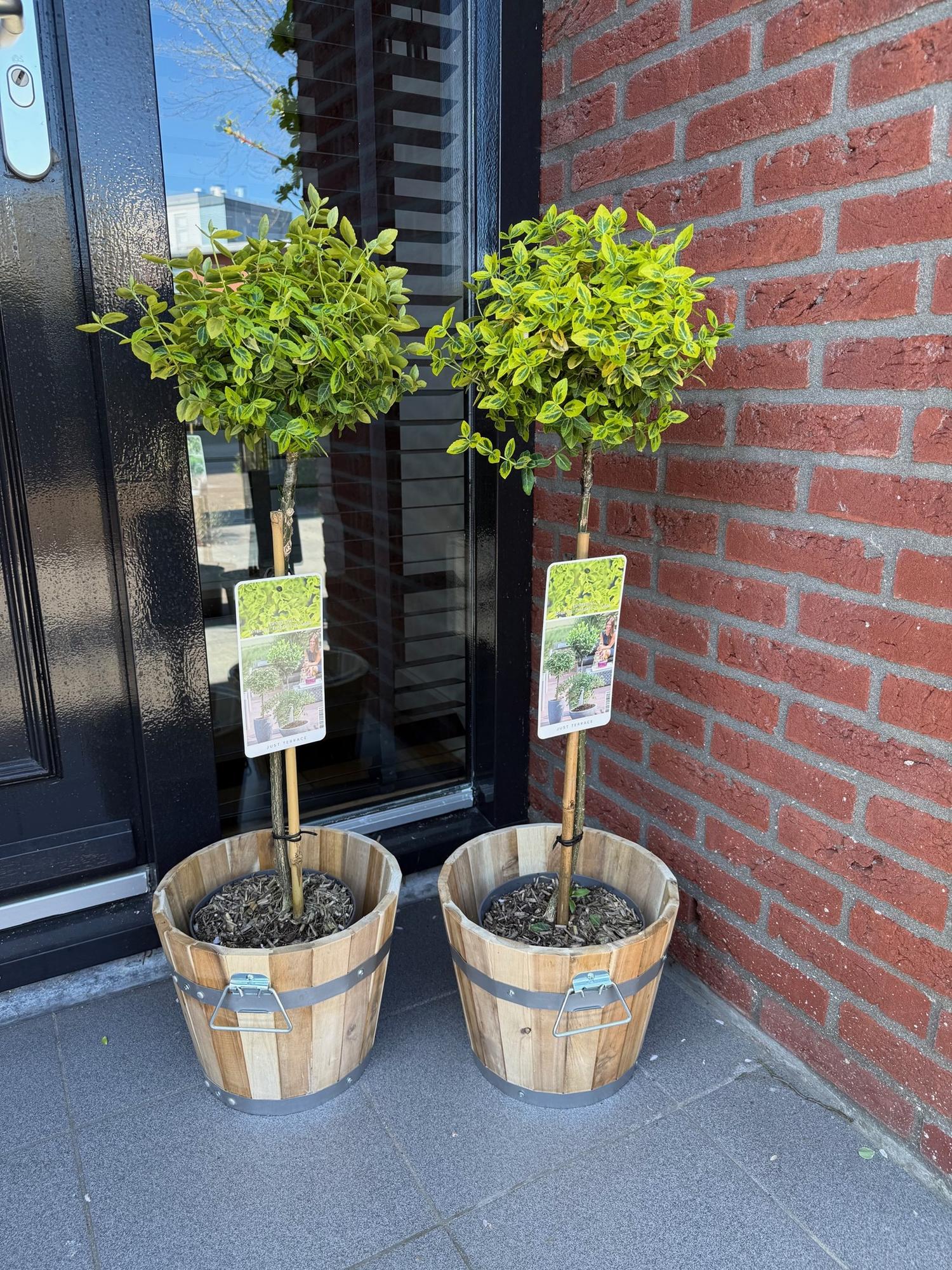 Euonymus fortunei Emerald n Gold - Terras Plant - Bladhoudend - Winterhard - Groen-Geel Blad - Pot 19cm Hoogte 90cm