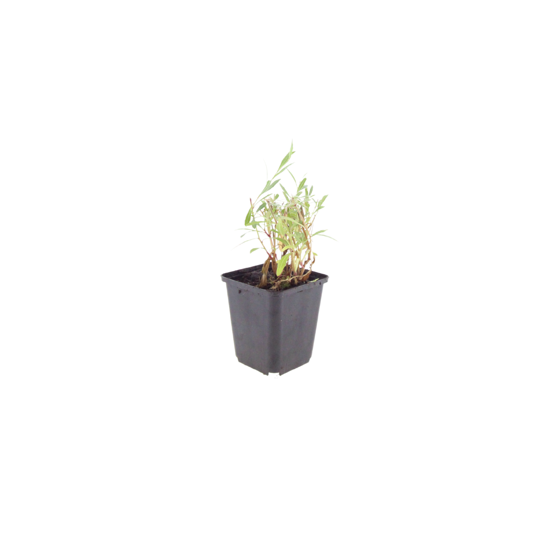 12x Gaura lindheimeri - ↕10-25cm - Ø9cm