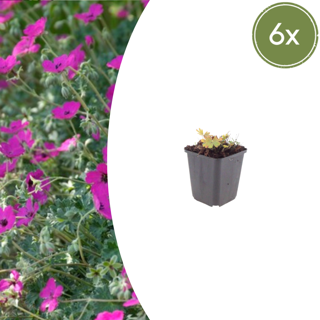 6x Geranium sang. 'Max Frei' - ↕10-25cm - Ø9cm