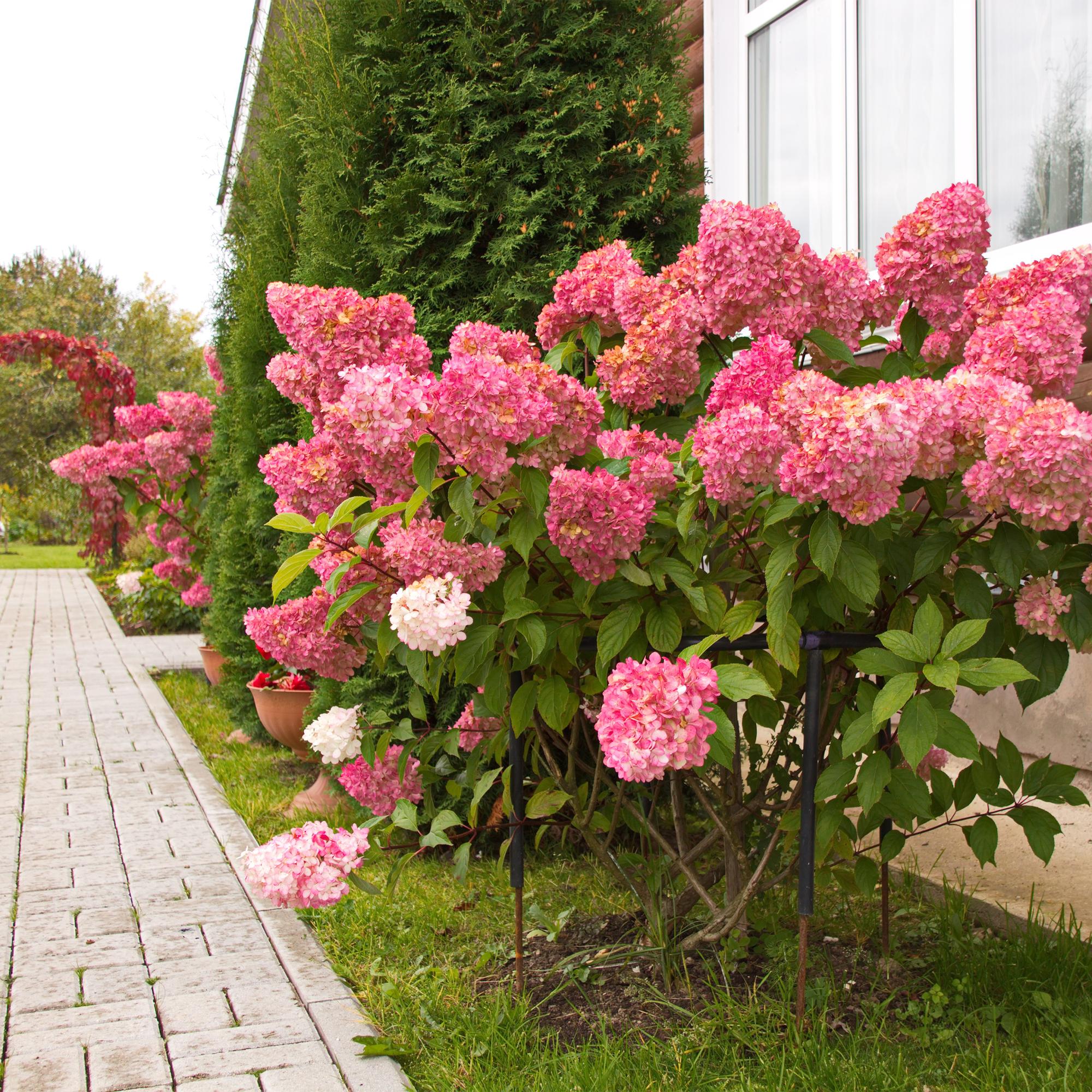 Green boutiQ – Federhortensie (Hydrangea panniculata Vanille Fraise) – Blütenfarbe: Weiß-Rosa – 3 Pflanzen pro m² – Laubabwerfend – Große Blüten – Topf: 17 cm, Höhe: 50 cm