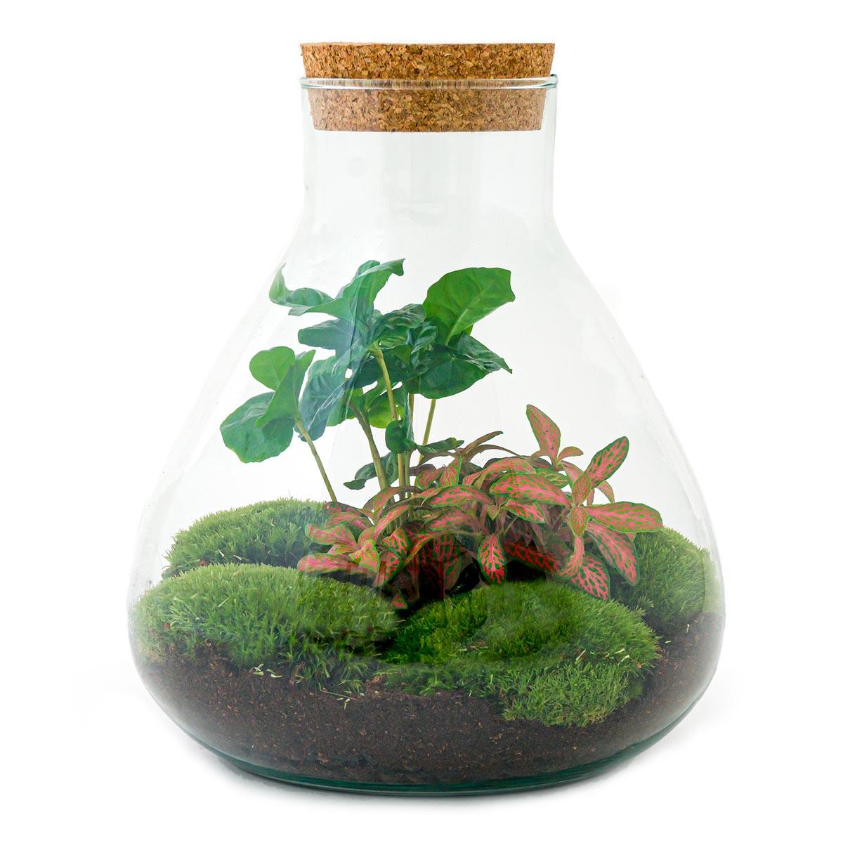 DIY-Terrarium – Sammie Coffea – ↕ 27 cm – Rechen + Schaufel + Pinzette