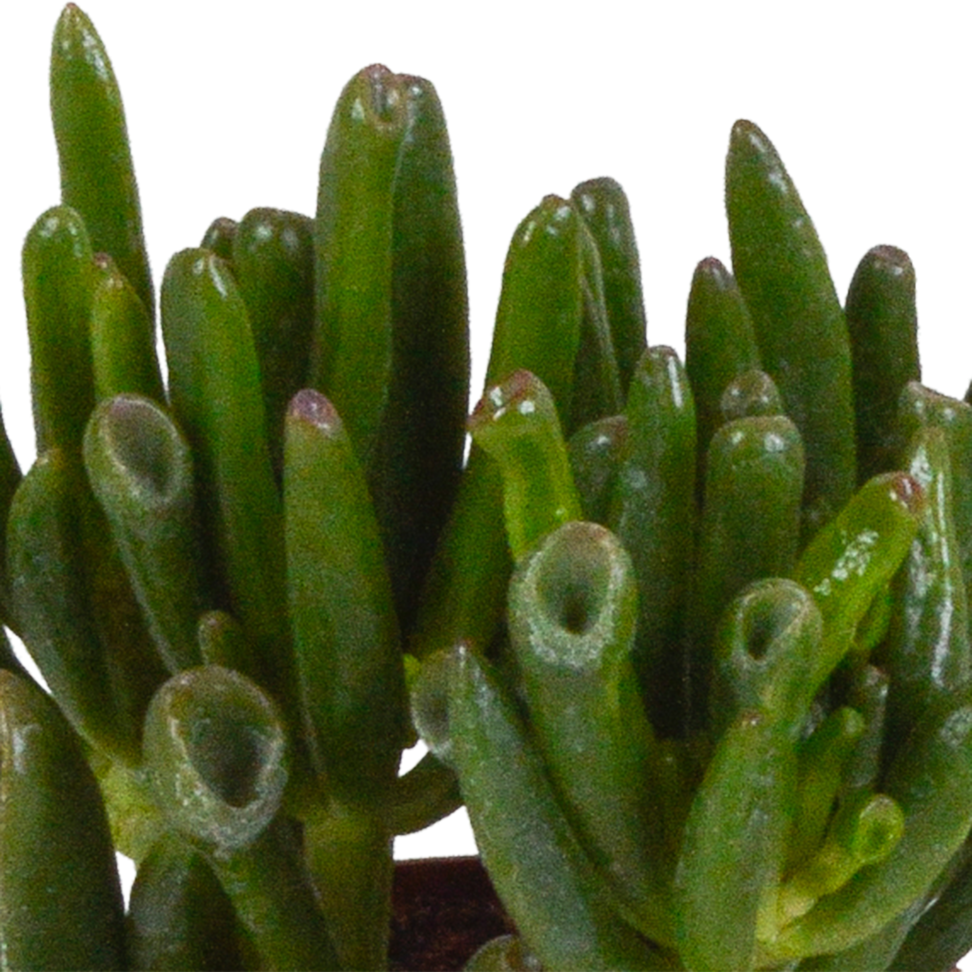 Crassula mix 8.5 cm - zonder pot - 3x