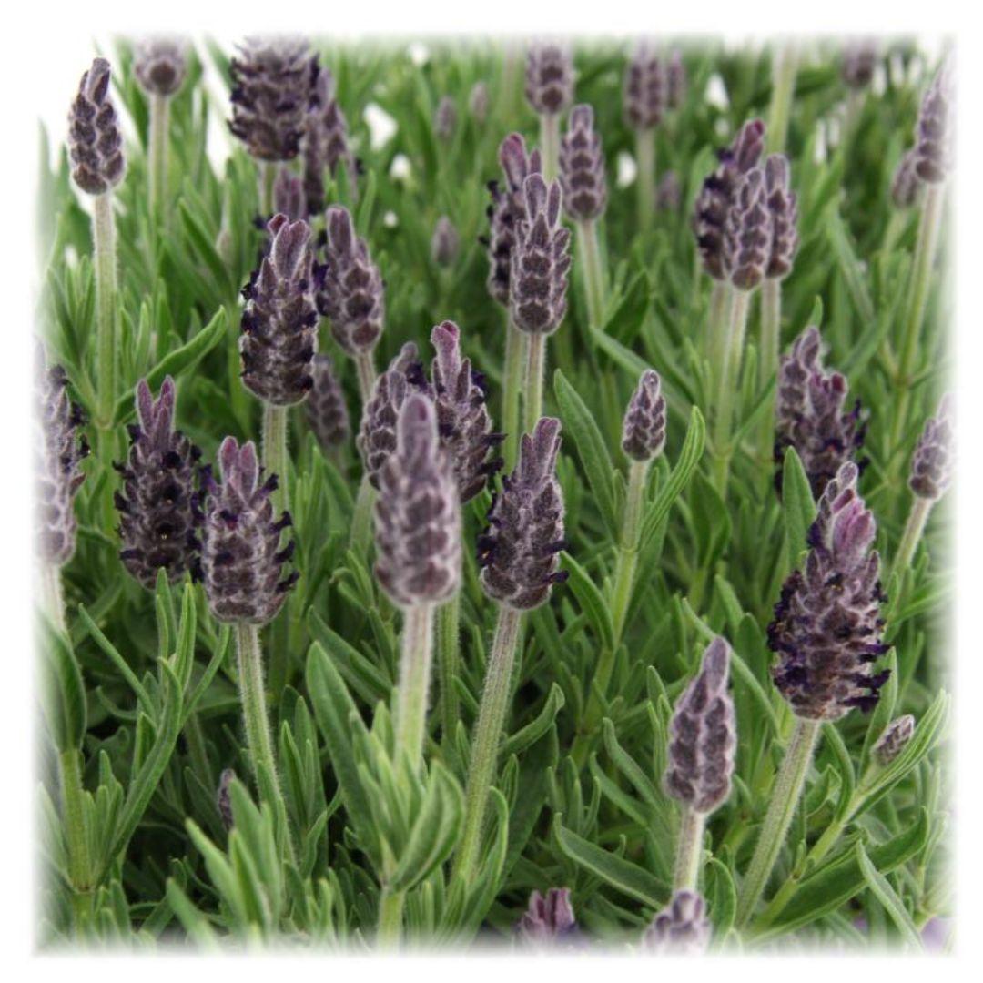 Lavandula stoechas Anouk® - 12 cm Topf - Set mit 6 gekämmten Lavendelpflanzen