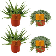 2x Aloe Spider + 2x Pilea Glauca - 4 pezzi - Ø10,5cm - ↕10cm
