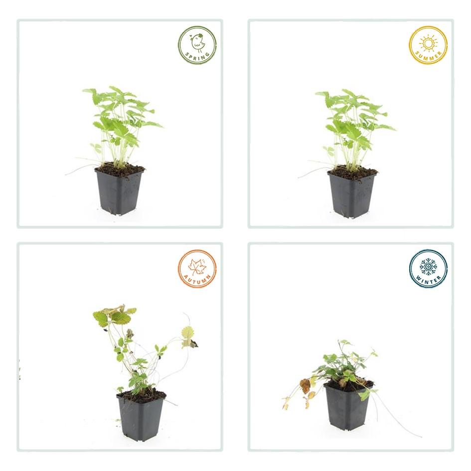 24x Fragaria vesca - ↕10-25cm - Ø9cm