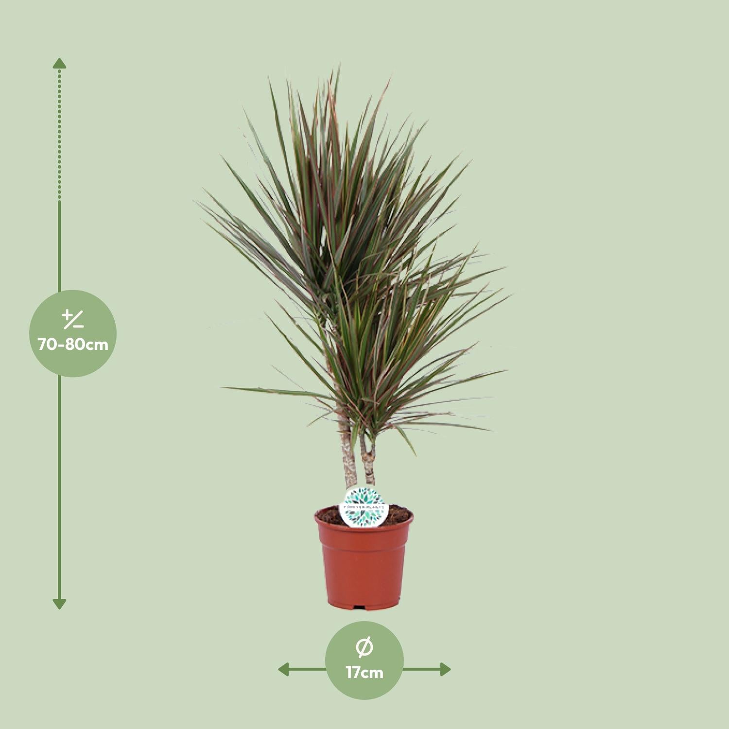 Zweifarbige Dracaena - Ø 17 cm - ↕ 75 cm
