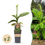 Japanse vezelbanaan - Musa Basjoo - Winterhard - 2 planten - Pot 15cm Hoogte 50cm