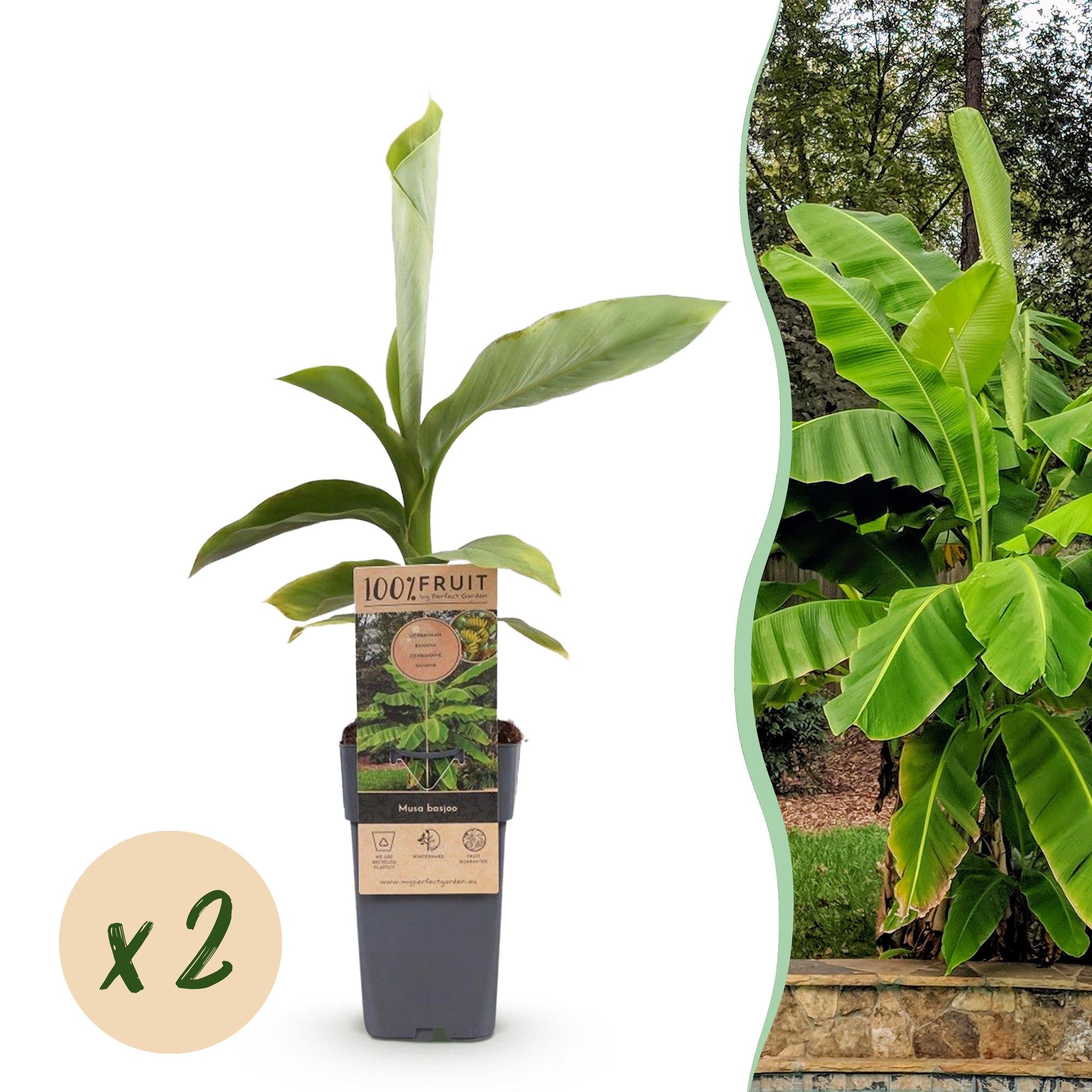 Japanse vezelbanaan - Musa Basjoo - Winterhard - 2 planten - Pot 15cm Hoogte 50cm