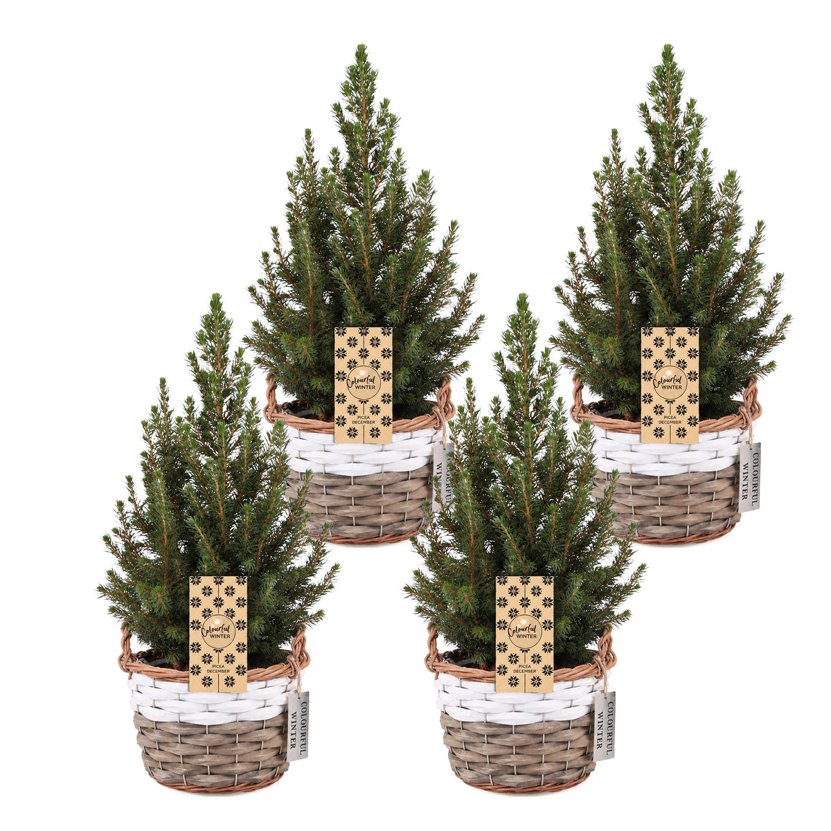 Picea glauca Conica - 4x Kegelspar - Groen - Kerstboom - incl. mand - Ø17cm - ↕65cm