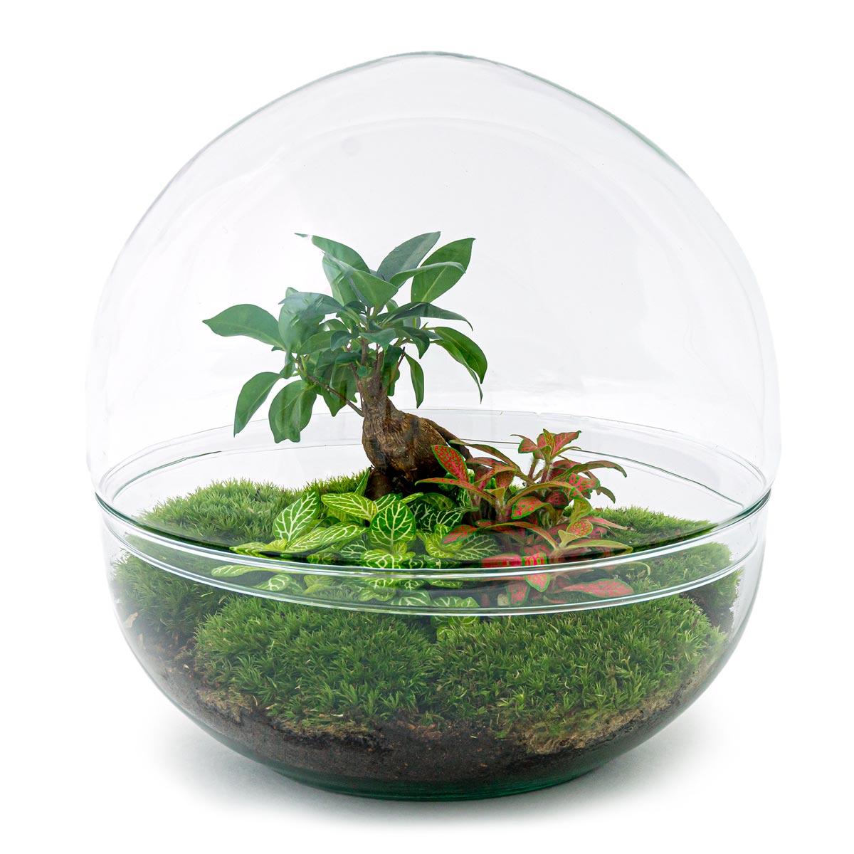 DIY terrarium - Dome XL - Ficus Ginseng Bonsai - ↕ 28 cm - Rake + Shovel