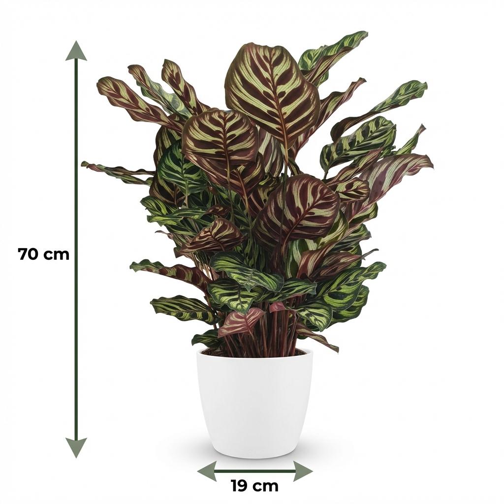 Pauwenplant - Calathea Makoyana - Groen - Weinig onderhoud - 1 Plant - met Potter Wit - Pot 19cm - Hoogte 70cm