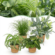 Plantenbox - Chlorophytum - Cyperus - Phlebodium - Marantha - 4 Planten - met Mand - Pot 12cm - Hoogte 25cm