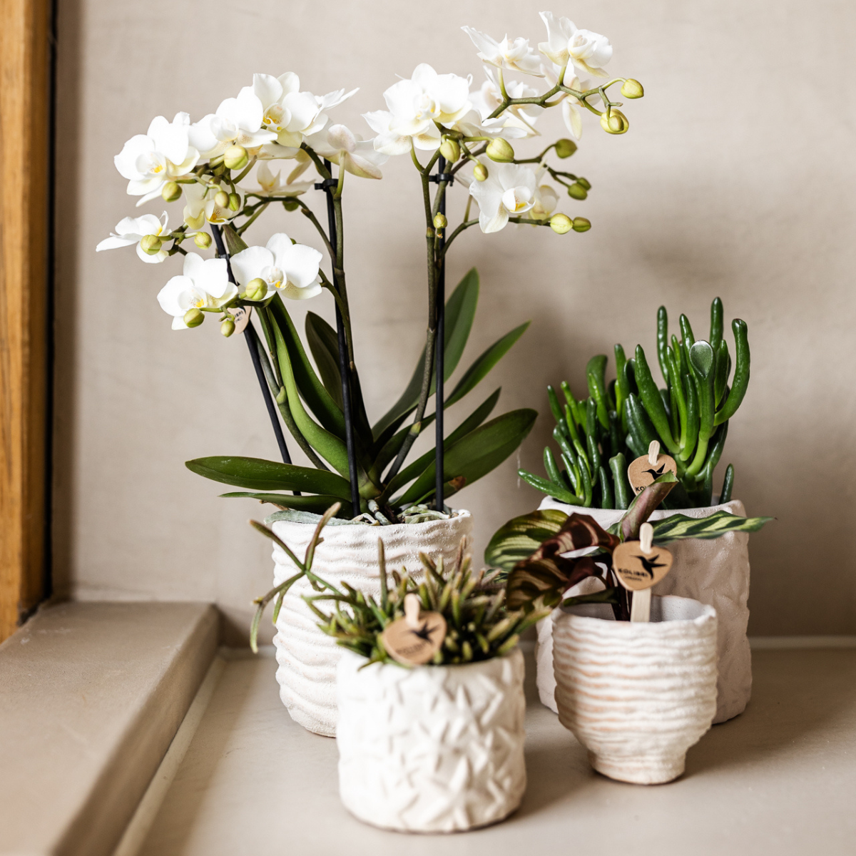 Kolibri Home | Dekorativer Seestern-Übertopf – Cremeweiß – Ø 6 cm