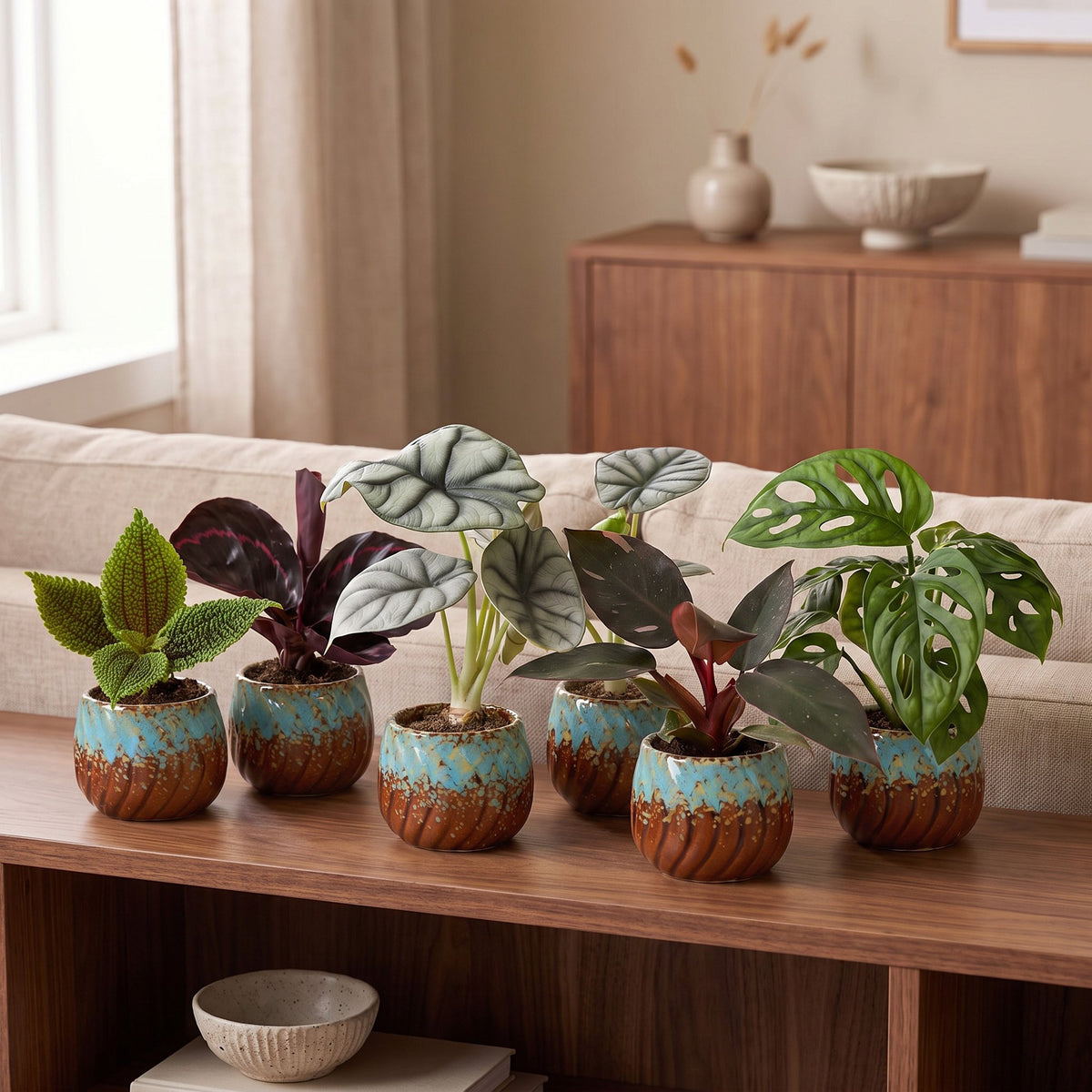 Baby Planten Jungle Mix - Diversen 6x - Tropisch - incl. Copper Reef - Ø6cm - ↕10-15cm