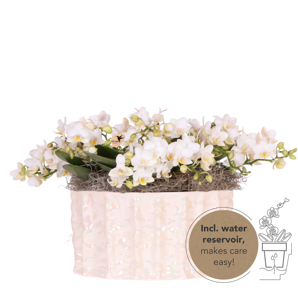 Kolibri Orchids | Witte Jungle Bouquet Botanic Nazare in Oyster Dish