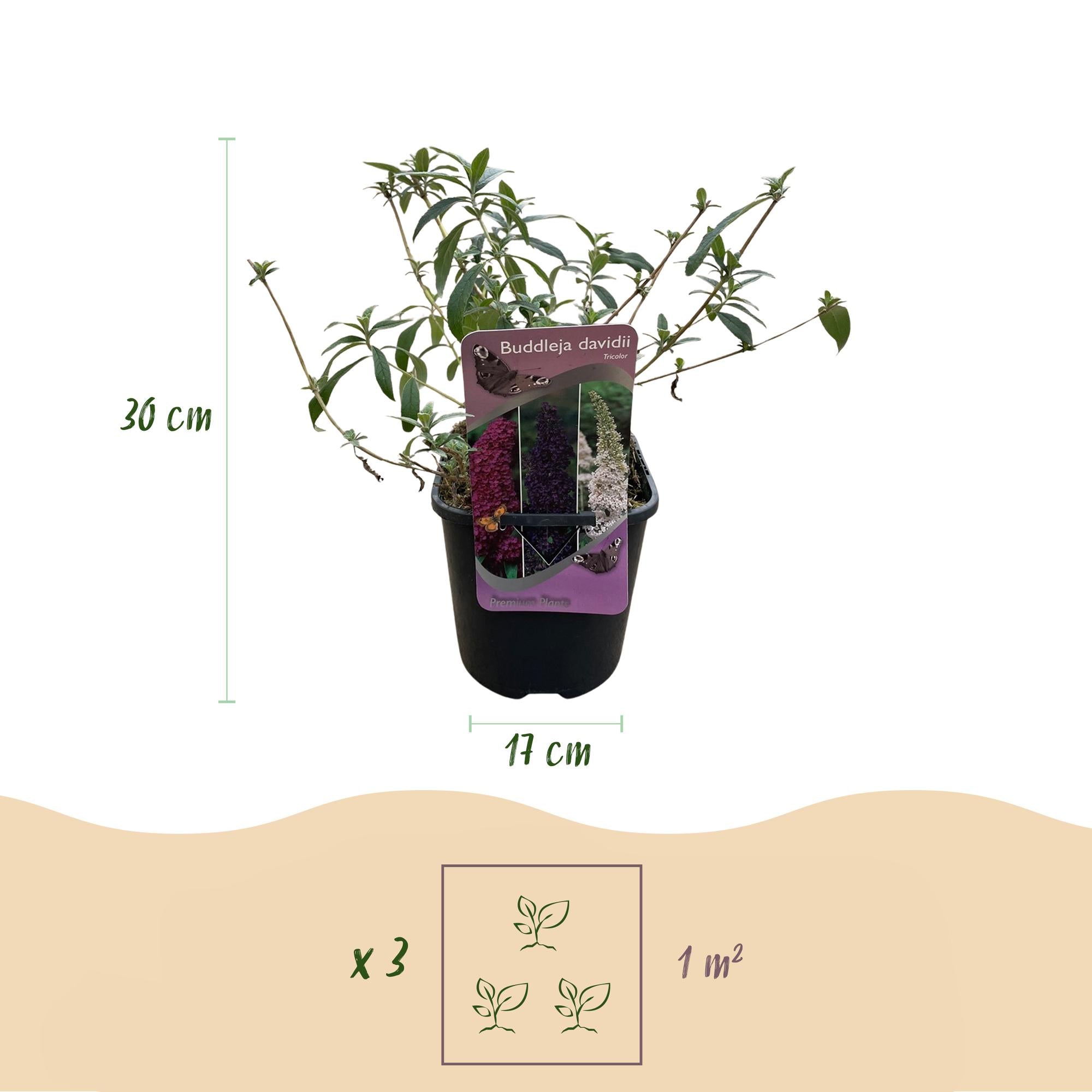 Vlinderstruik - Buddleja davidii Tricolour - Bloem Roze , Wit en Paars - 3 Planten - 1m2 - Bladverliezend - Vlinderlokkend -  Pot 17cm Hoogte 30cm