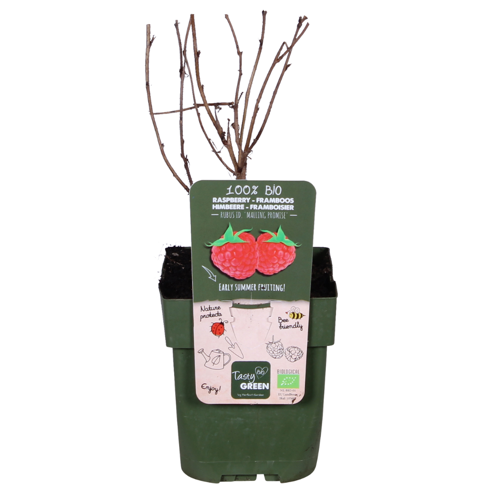 Rubus idaeus 'Malling Promise' - Raspberry - Ø13cm - ↕45cm
