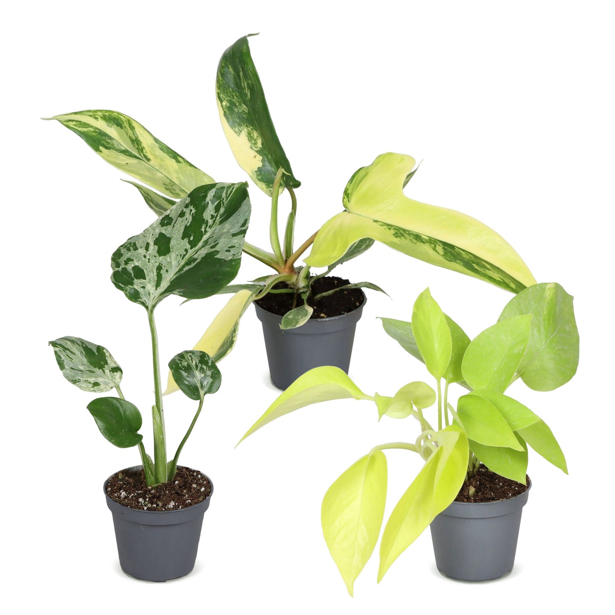 Baby Planten Tropical Mix - Diversen 3x - Tropisch - Ø6cm - ↕10-15cm