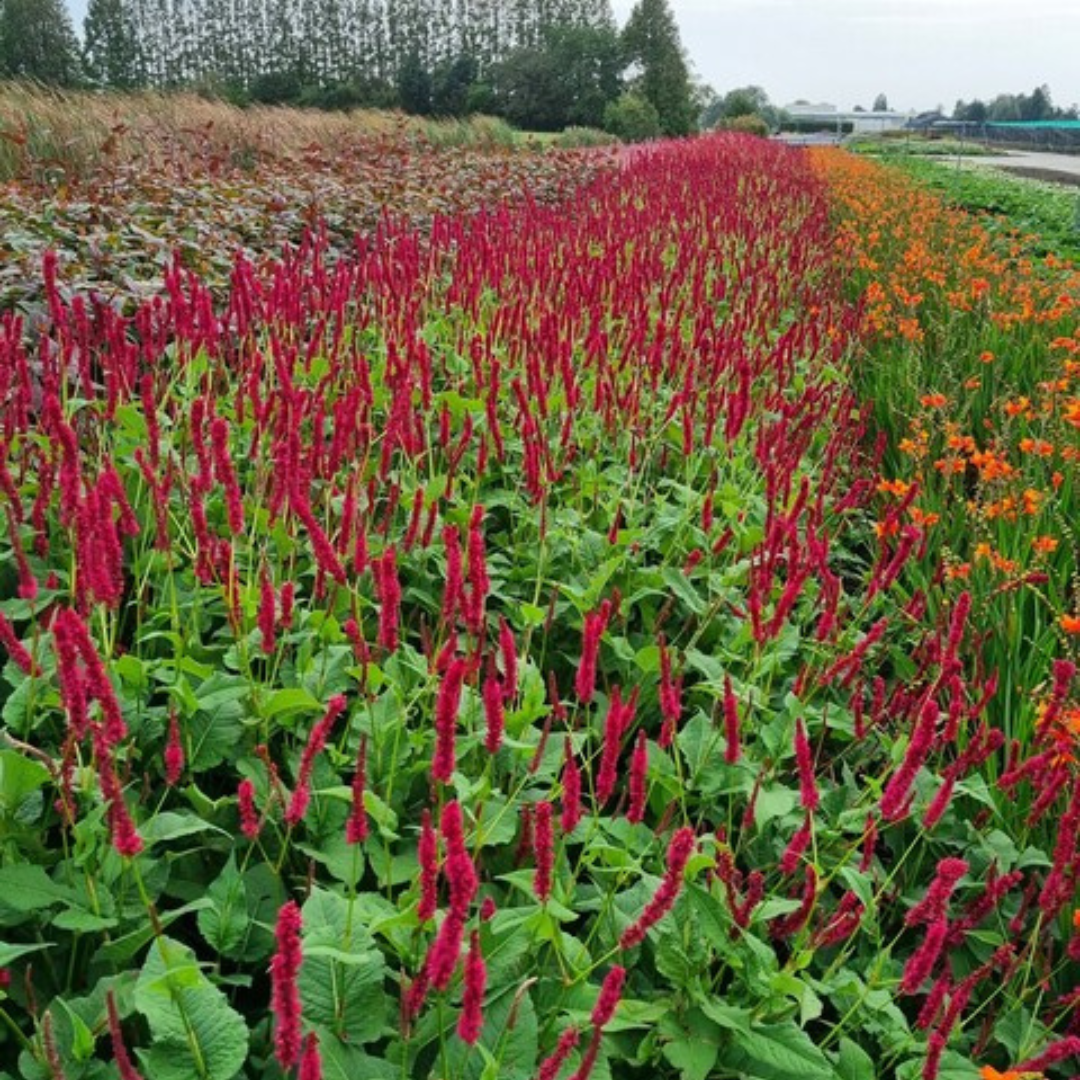 6x Persicaria a. 'Blackfield' - ↕10-25cm - Ø9cm